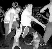 Image result for Let's Party Cat Meme