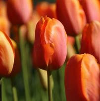 Image result for Tulipa Dordogne