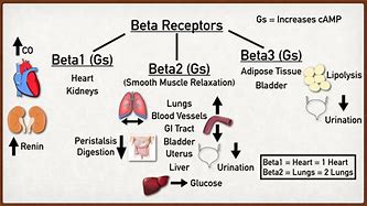 Image result for Location of Beta Receptors