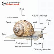 Image result for Parts of the Apple Snail