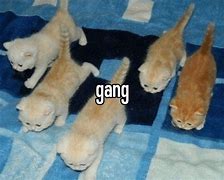 Image result for Cat Bed Meme