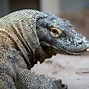 Image result for Komodo Female Zookeeper