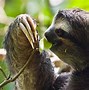 Image result for Sloth Phone Wallpaper