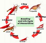 Image result for Neocaridina Shrimp Life Cycle