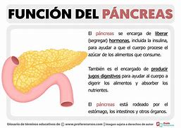 Image result for Funcion Del Pancreas