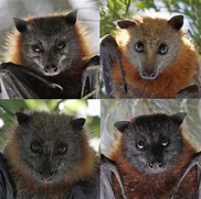 Image result for Black Fruit Bat