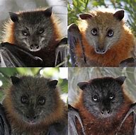 Image result for Adorable Baby Bats