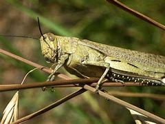 Image result for Cricket Insect vs Grasshopper