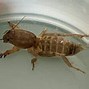 Image result for Mole Cricket