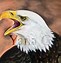 Image result for Simple Eagle