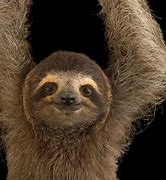 Image result for Sloth Limbs