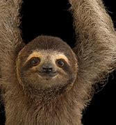 Image result for Bell Sloth