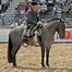 Image result for Mexican Criollo Horse