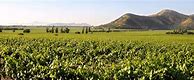 Image result for Vina Santa Rita Petite Sirah Medalla Real Reserva Especial Single Estate