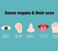 Image result for 5 Sense Organs