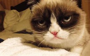 Image result for Grumpy Cat Head