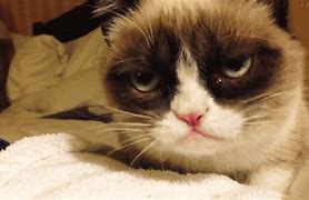 Image result for Animated Grumpy Cat