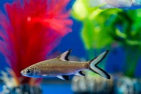 Image result for Shark in Fish Tank