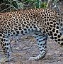 Image result for Leopard Birthday