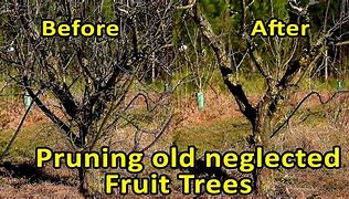 Image result for How to Prune Fruit Trees