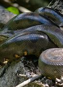 Image result for 150Ft Anaconda Snake Amazon Rainforest