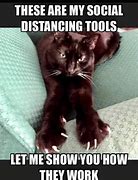 Image result for News Anchor Black Cat Meme