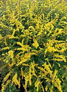 Image result for Solidago rugosa