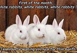 Image result for White Bunny Meme