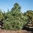 Image result for Pinus strobus Radiata