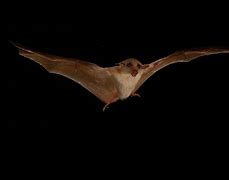 Image result for Blossom Bat