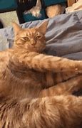 Image result for Cat Facepalm