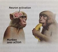 Image result for Monkey Brain Meme