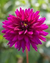 Image result for Dahlia Ambition