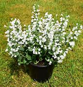 Image result for Calamintha nepeta White Cloud