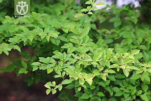 Image result for cotoneaster_foveolatus