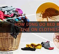 Image result for Bed Bugs On Clothes