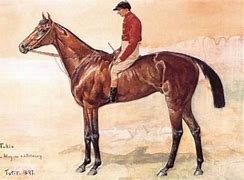 Image result for Race Horse Knute