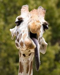 Image result for Giraffe Funny Face