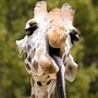 Image result for Funny Giraffe