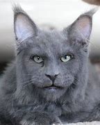 Image result for Cat Looking Like Human Meme