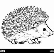 Image result for Hedgehog Black and White Drawing