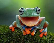 Image result for Gege Frog