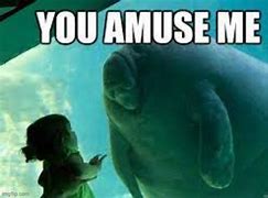 Image result for You Amuse Me Meme