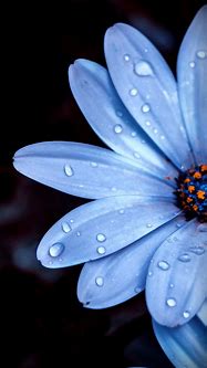 Image result for Blue Floral iPhone Wallpaper