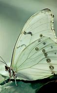 Image result for White Butterfly Wallpaper