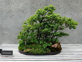 Image result for Indoor Vonsai Best Moss
