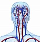 Image result for Carotid Sinus Innervation