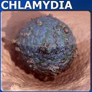 Image result for Chlamydia 3D Model