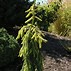 Image result for Picea abies Goldnugget (Aurea WB)