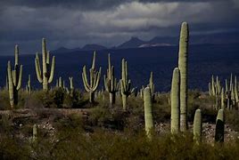 Image result for Sahara Desert Cactus